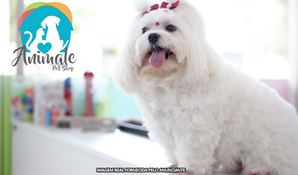 Escolha a opção para seu cãozinho: banho, tosa higiênica, com máquina ou tesoura na Animale Pet Shop, válido de segunda a sábado para cães até 10kg a partir de R$ 19,99