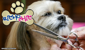 Chegamos em Criciúma! Banho, tosa higiênica, corte de unhas e limpeza de ouvido para cães até 10kg no Bicho Chic Estética Animal, válido de segunda a sábado