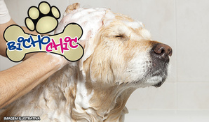 Chegamos em Criciúma! Banho, tosa higiênica, corte de unhas e limpeza de ouvido para cães até 10kg no Bicho Chic Estética Animal, válido de segunda a sábado